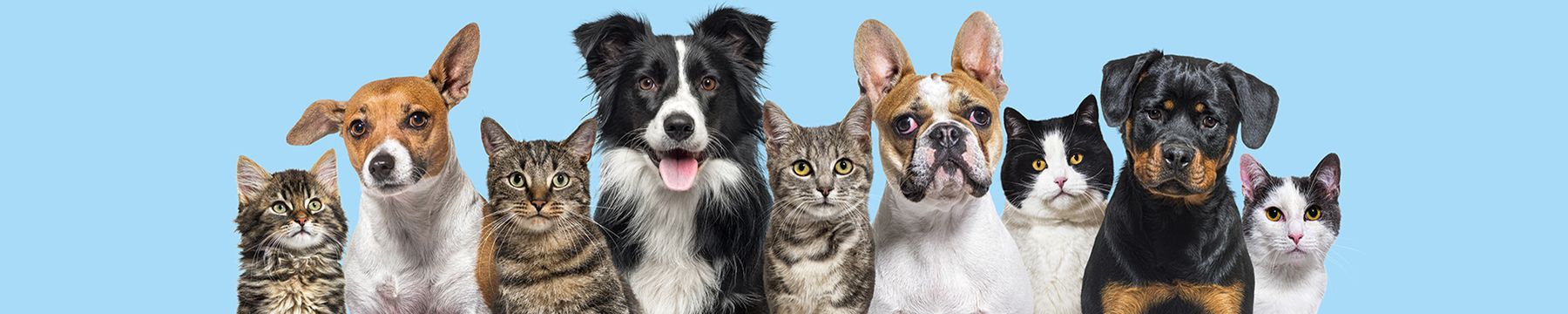 Pets that drink from SORON-filtered fountains
